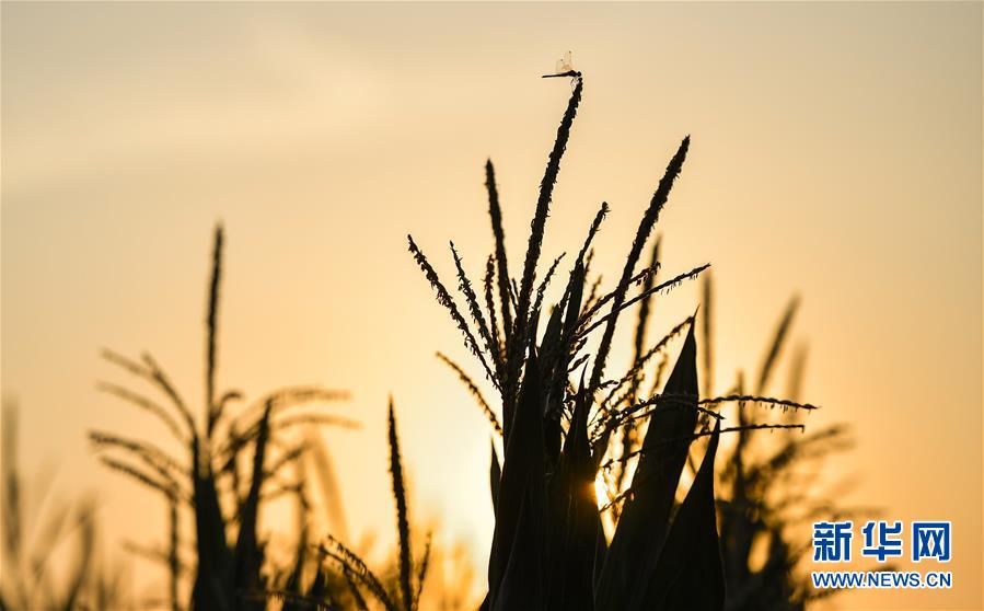 （在習(xí)近平新時(shí)代中國(guó)特色社會(huì)主義思想指引下&mdash;&mdash;新時(shí)代新作為新篇章&middot;習(xí)近平總書記關(guān)切事&middot;圖文互動(dòng)）（1）為黑土加&ldquo;油&rdquo;&mdash;&mdash;&ldquo;耕地中的大熊貓&rdquo;，我們這樣保護(hù)