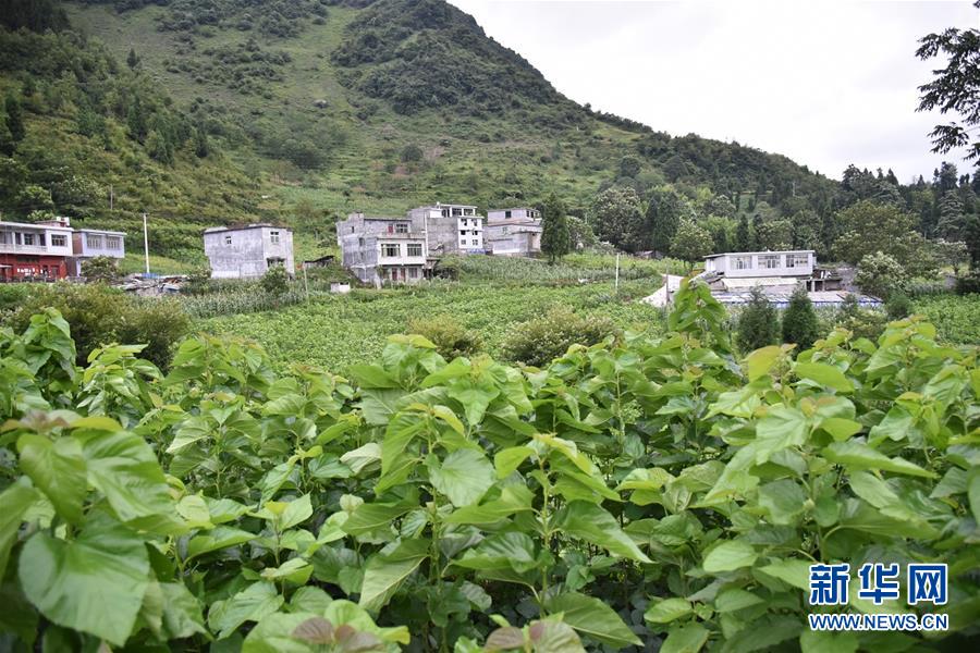 （決戰(zhàn)決勝脫貧攻堅(jiān)&middot;圖文互動）（5）&ldquo;江南繅絲&rdquo;喀斯特深山扎根記