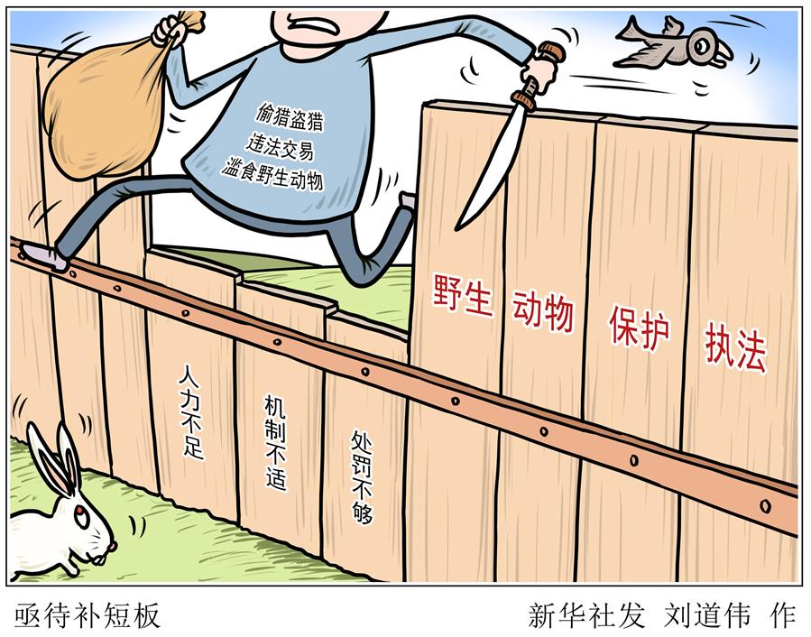 （圖表&middot;漫畫）［新華調(diào)查&middot;聚焦野生動物保護(hù)］亟待補(bǔ)短板