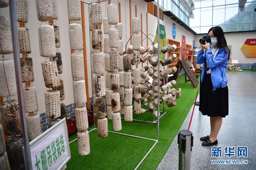 （走向我們的小康生活&middot;圖文互動）（6）綠了青山，紅了日子&mdash;&mdash;秦巴山區(qū)群眾繪出小康&ldquo;調(diào)色板&rdquo;