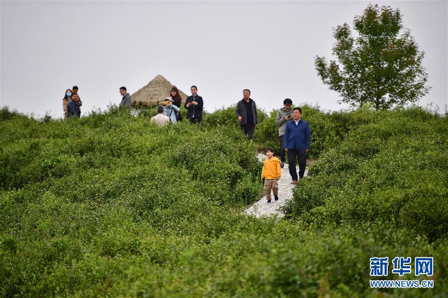 （走向我們的小康生活&middot;圖文互動）（7）綠了青山，紅了日子&mdash;&mdash;秦巴山區(qū)群眾繪出小康&ldquo;調(diào)色板&rdquo;