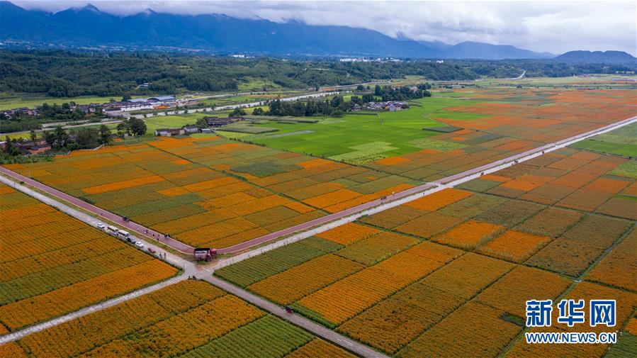 （圖文互動(dòng)）（1）幸?；ㄩ_(kāi)&mdash;&mdash;高黎貢山下&ldquo;萬(wàn)畝花海&rdquo;帶富美麗鄉(xiāng)村
