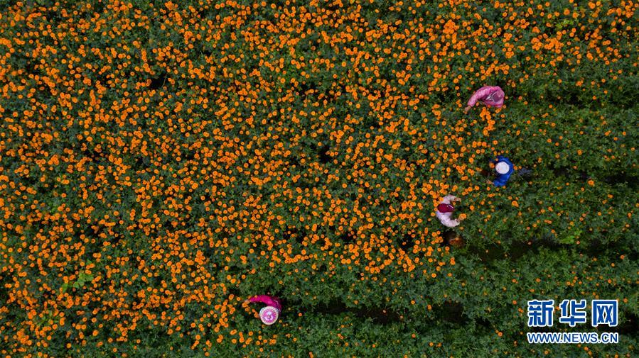 （圖文互動(dòng)）（2）幸福花開(kāi)&mdash;&mdash;高黎貢山下&ldquo;萬(wàn)畝花海&rdquo;帶富美麗鄉(xiāng)村