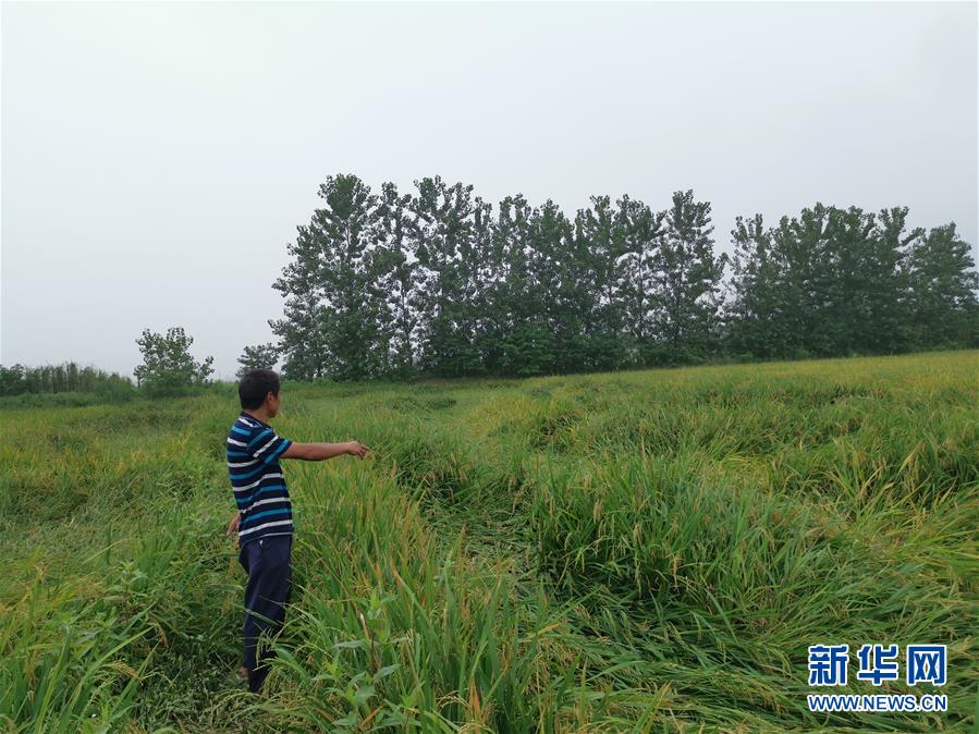 （新華視點(diǎn)&middot;聚焦餐桌外的浪費(fèi)&middot;圖文互動(dòng)）（2）顆粒歸倉為何難實(shí)現(xiàn)？我國糧食收割環(huán)節(jié)損失驚人