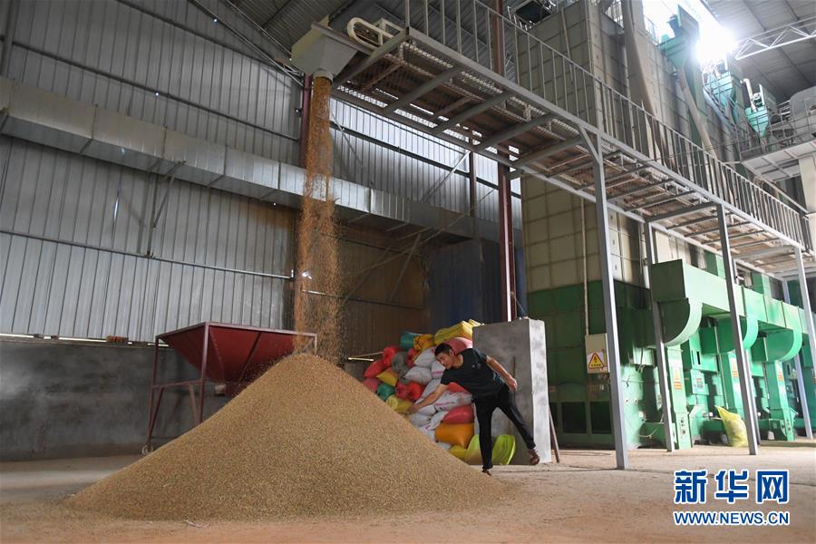 （新華視點&middot;聚焦餐桌外的浪費&middot;圖文互動）（1）農(nóng)戶儲糧損失達8%！設施普遍簡陋，蟲害霉變堪憂