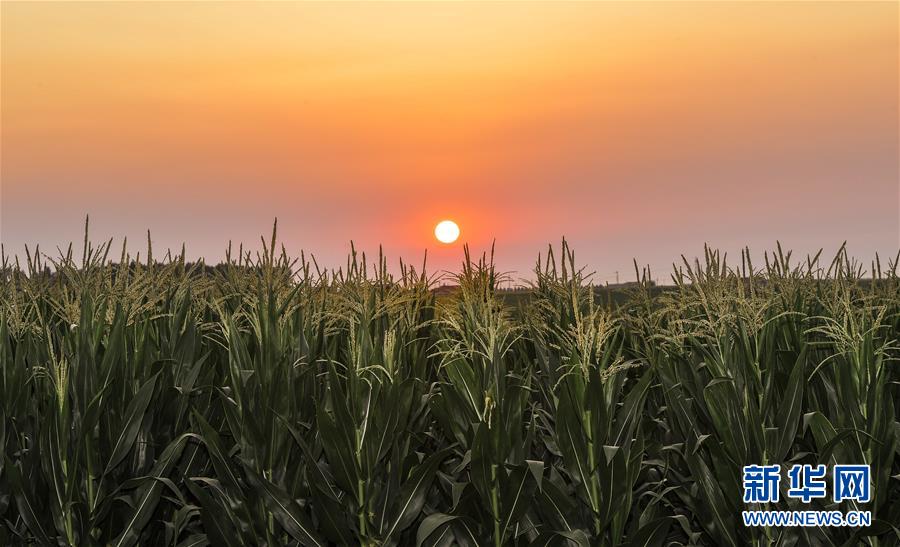 (新華全媒頭條·圖文互動)(2)為現(xiàn)代農(nóng)業(yè)探新路——來自吉林梨樹的田野報告