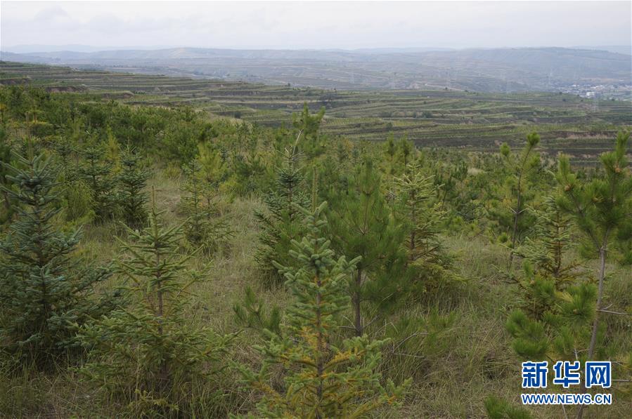 （決戰(zhàn)決勝脫貧攻堅(jiān)&middot;圖文互動(dòng)）（1）甘肅定西黃土高坡上，有片&ldquo;福州林&rdquo;