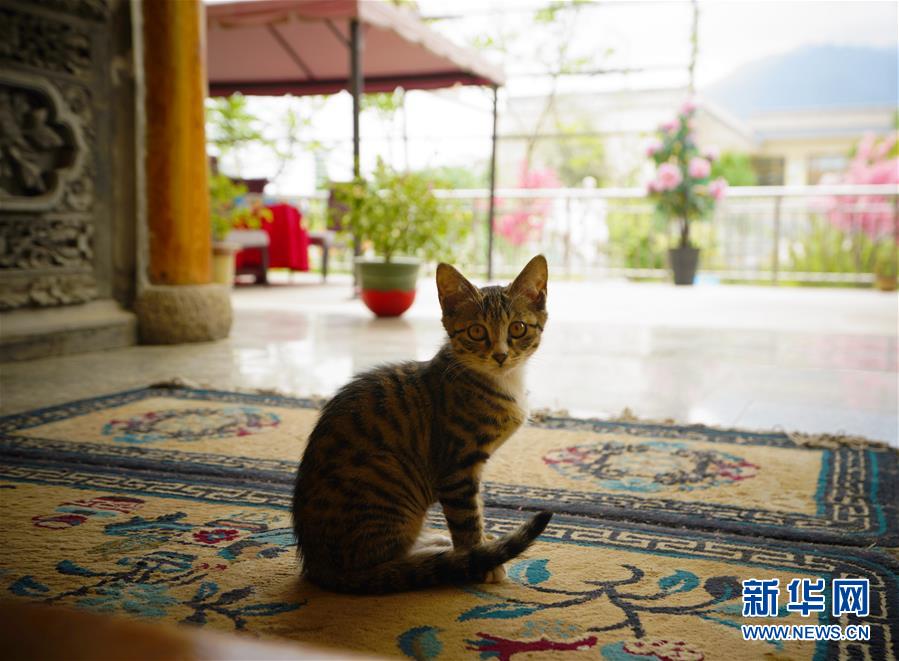 （走向我們的小康生活&middot;決戰(zhàn)決勝脫貧攻堅&middot;圖文互動）（3）甘青交界處的跨越&mdash;&mdash;保安族、撒拉族的脫貧故事