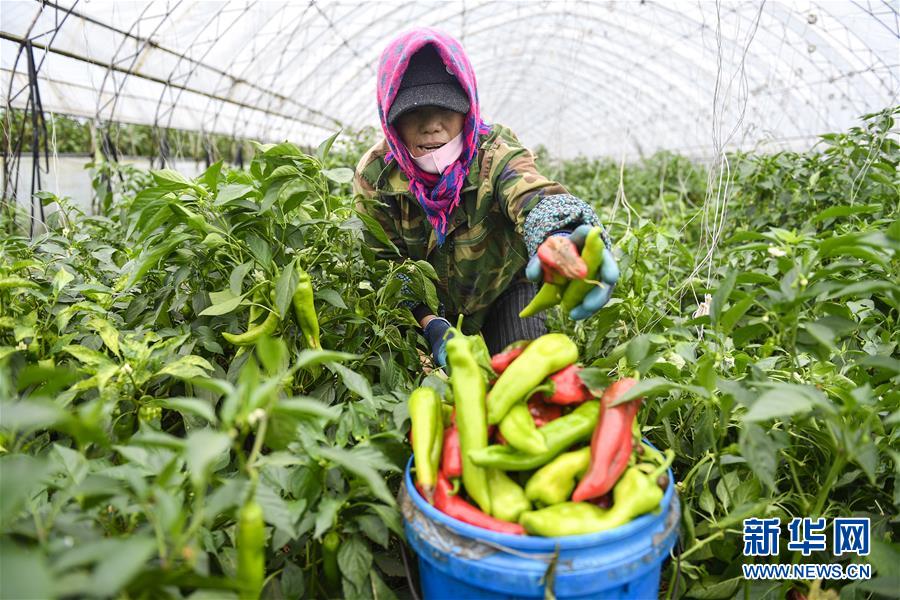 （新華全媒頭條&middot;走向我們的小康生活&middot;圖文互動(dòng)）（10）黑土地上是我家&mdash;&mdash;在吉林，一瞥中國東北鄉(xiāng)村美麗未來