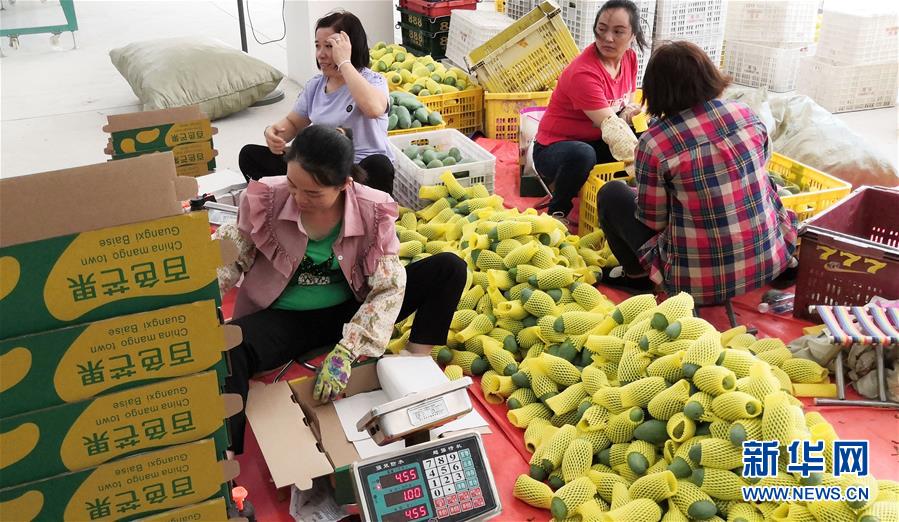 （決戰(zhàn)決勝脫貧攻堅&middot;圖文互動）（3）同飲一江水 攜手&ldquo;斬窮根&rdquo;&mdash;&mdash;深圳對口廣西河池、百色扶貧協(xié)作見聞