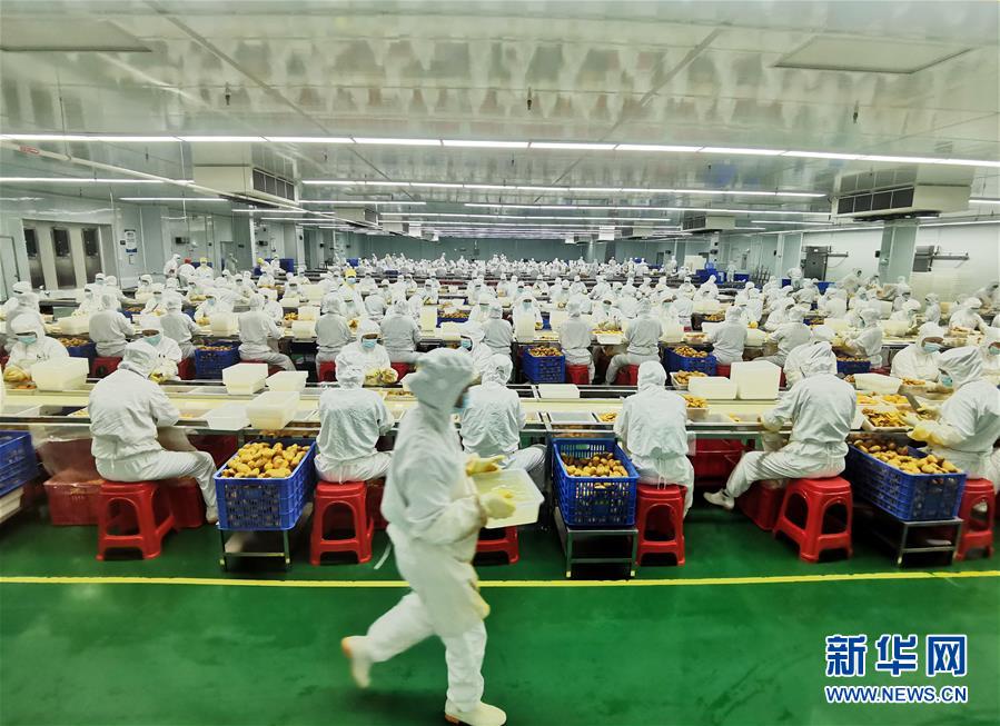 （決戰(zhàn)決勝脫貧攻堅&middot;圖文互動）（8）同飲一江水 攜手&ldquo;斬窮根&rdquo;&mdash;&mdash;深圳對口廣西河池、百色扶貧協(xié)作見聞