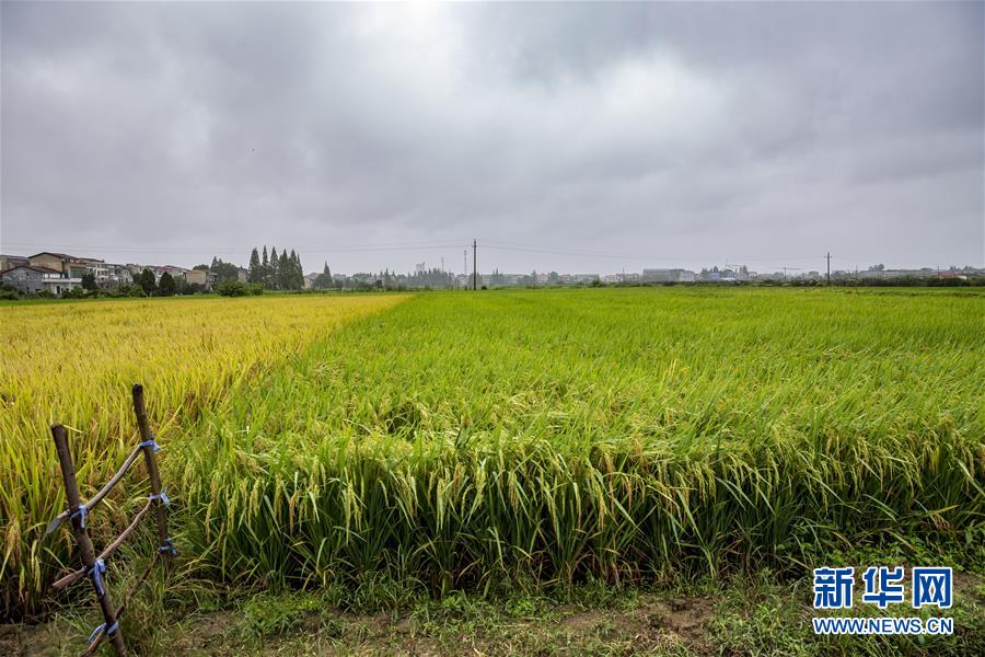 （中國農(nóng)民豐收節(jié)&middot;圖文互動(dòng)）（2）&ldquo;洞庭米王&rdquo;豐收心曲：粒粒辛苦方有&ldquo;一粥一飯&rdquo;