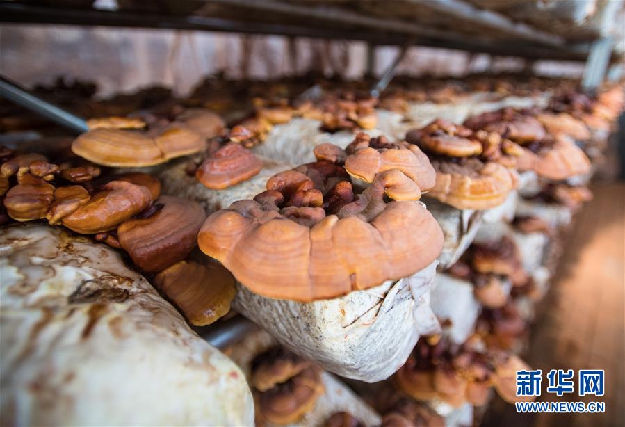 （新華全媒頭條&middot;走向我們的小康生活&middot;圖文互動(dòng)）（4）特殊之年，荊楚大地書(shū)寫不平凡的答卷