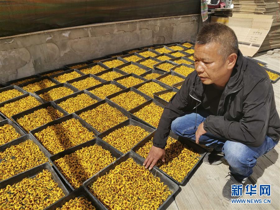 (決戰(zhàn)決勝脫貧攻堅·圖文互動)(2)帕米爾高原盛開“富民花”