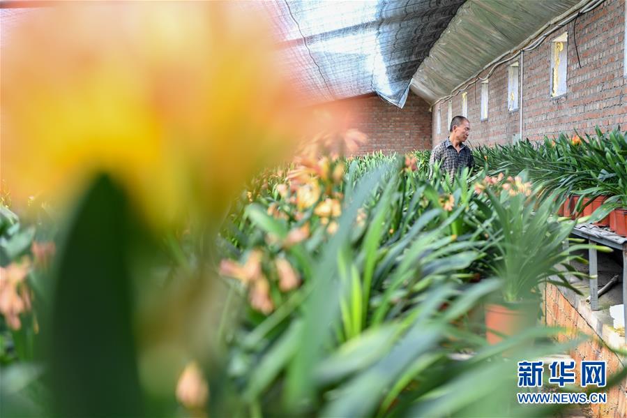 （決戰(zhàn)決勝脫貧攻堅(jiān)&middot;圖文互動(dòng)）（1）君子蘭在脫貧攻堅(jiān)戰(zhàn)場上&ldquo;綻放&rdquo;