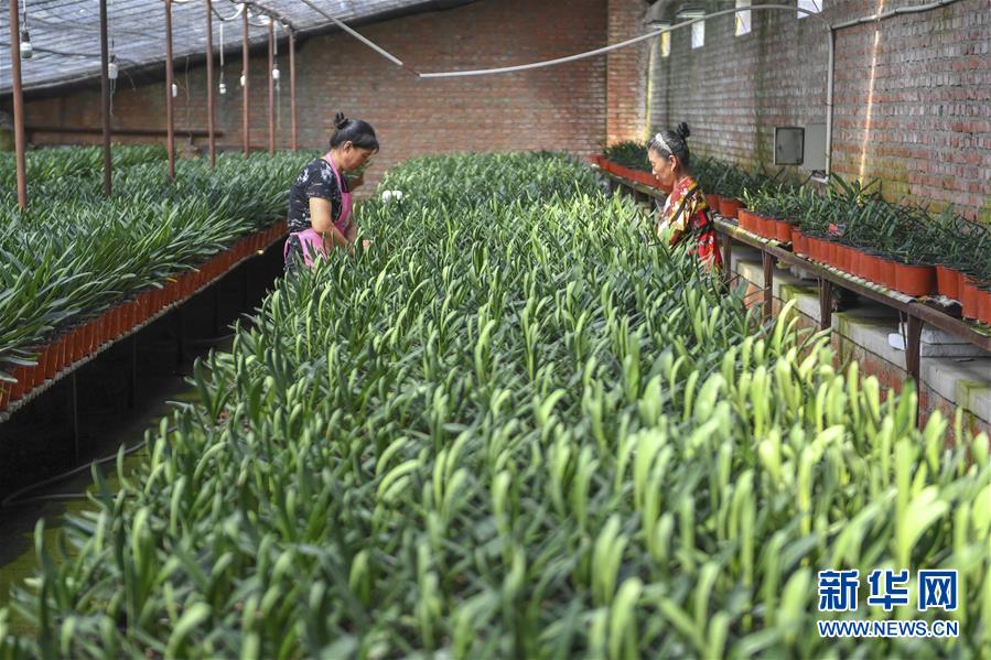 （決戰(zhàn)決勝脫貧攻堅(jiān)&middot;圖文互動(dòng)）（2）君子蘭在脫貧攻堅(jiān)戰(zhàn)場上&ldquo;綻放&rdquo;