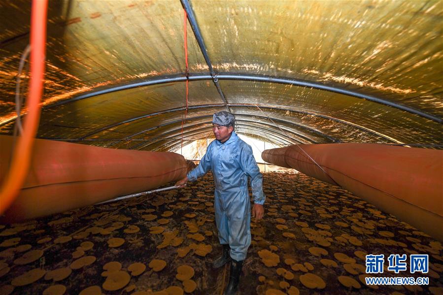 (決戰(zhàn)決勝脫貧攻堅(jiān)·圖文互動)(2)從“因殘致貧”到“帶頭脫貧”——吉林靖宇有這樣一位“脫貧英雄”