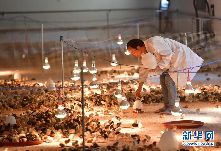 （新華全媒頭條&middot;圖文互動）（9）決戰(zhàn)千山萬弄間&mdash;&mdash;廣西&ldquo;極貧角落&rdquo;最后攻堅(jiān)記