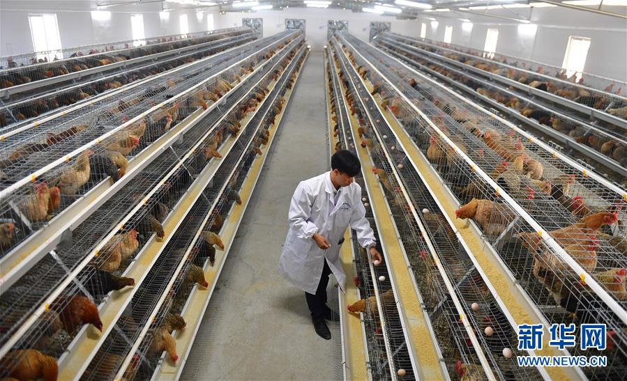 （新華全媒頭條&middot;圖文互動）（10）決戰(zhàn)千山萬弄間&mdash;&mdash;廣西&ldquo;極貧角落&rdquo;最后攻堅(jiān)記