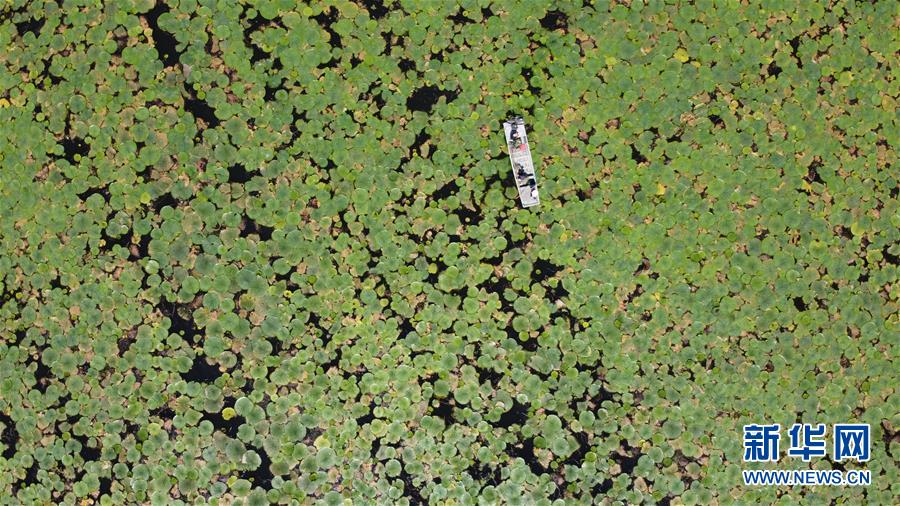 (新華全媒頭條·圖文互動(dòng))(3)長(zhǎng)淮新“斗水”記——寫(xiě)在新中國(guó)治淮70年之時(shí)