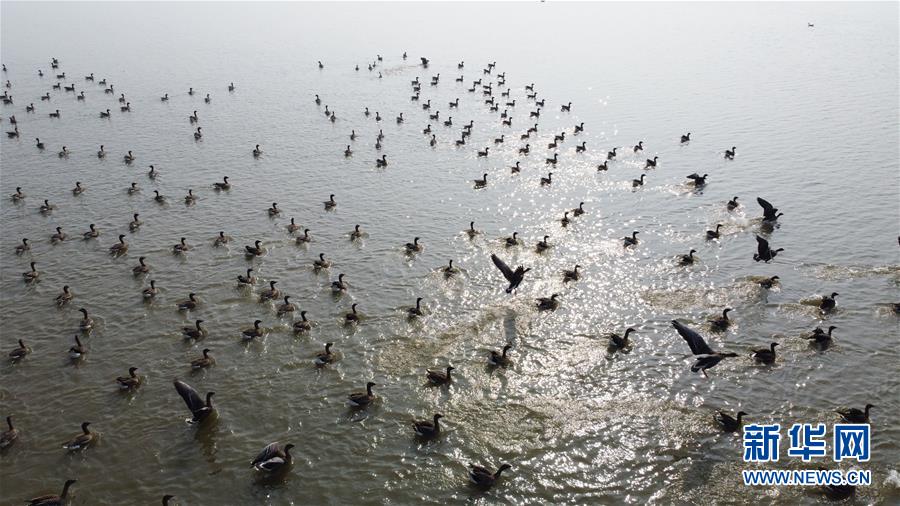 (新華全媒頭條·圖文互動(dòng))(12)長(zhǎng)淮新“斗水”記——寫(xiě)在新中國(guó)治淮70年之時(shí)