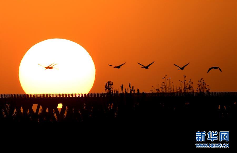 (新華全媒頭條·圖文互動(dòng))(5)從“四亂”突出到生態(tài)修復(fù) 黃河漸成中原“綠飄帶”