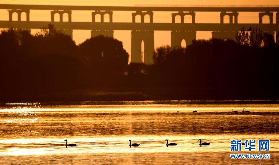 (新華全媒頭條·圖文互動(dòng))(7)從“四亂”突出到生態(tài)修復(fù) 黃河漸成中原“綠飄帶”