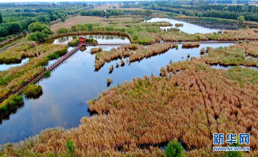 (新華全媒頭條·圖文互動(dòng))(13)從“四亂”突出到生態(tài)修復(fù) 黃河漸成中原“綠飄帶”