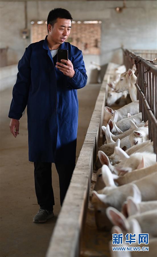 (五中全會(huì)精神在基層·圖文互動(dòng))(4)大學(xué)生“羊倌”成了致富“領(lǐng)頭羊”