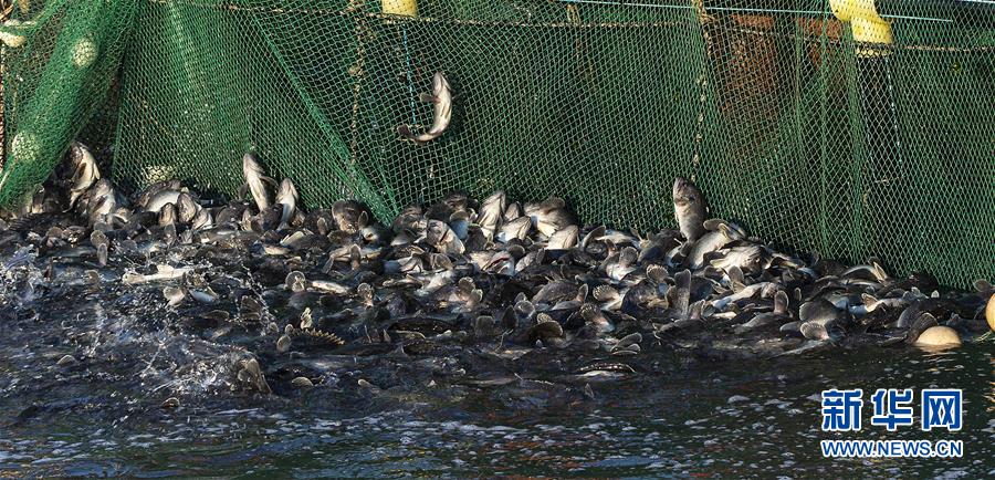 #(新華全媒頭條·圖文互動)(13)“拔”海起牧場 “耕”海新牧歌
