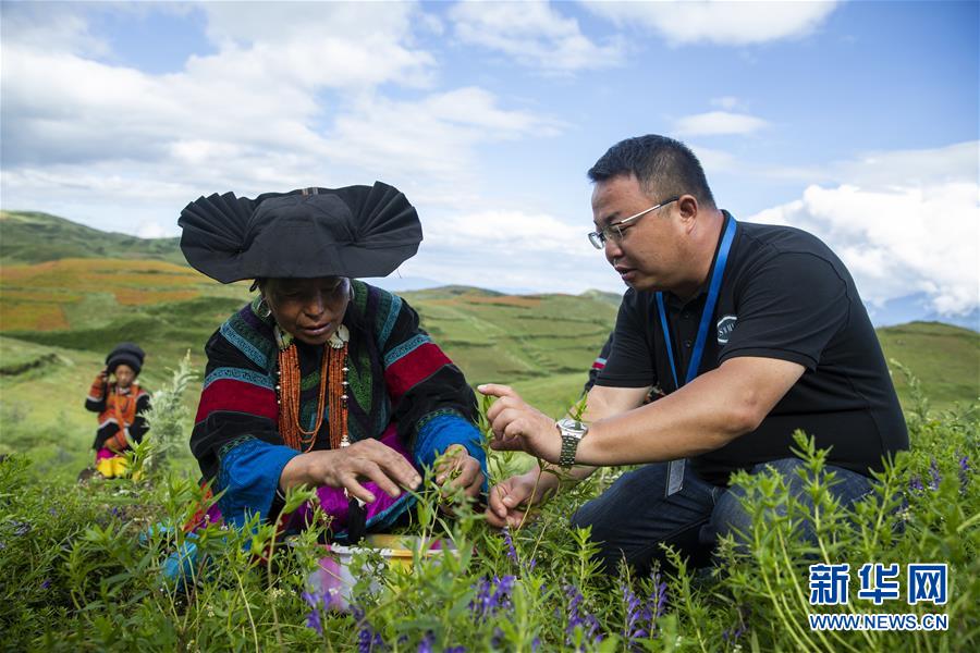 (鄉(xiāng)村振興·圖文互動(dòng))(7)涼山深處有“黃金”