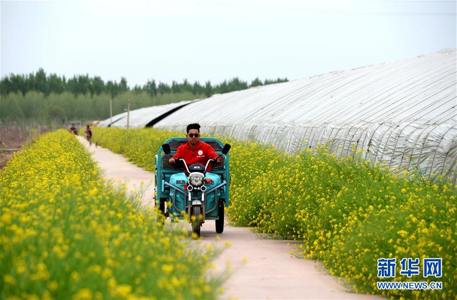 (在習近平新時代中國特色社會主義思想指引下——新時代新作為新篇章·總書記關心的百姓身邊事·圖文互動)(3)“農”字頭照樣“大”作為——豐收時節(jié)看涉農高校人才在希望的田野