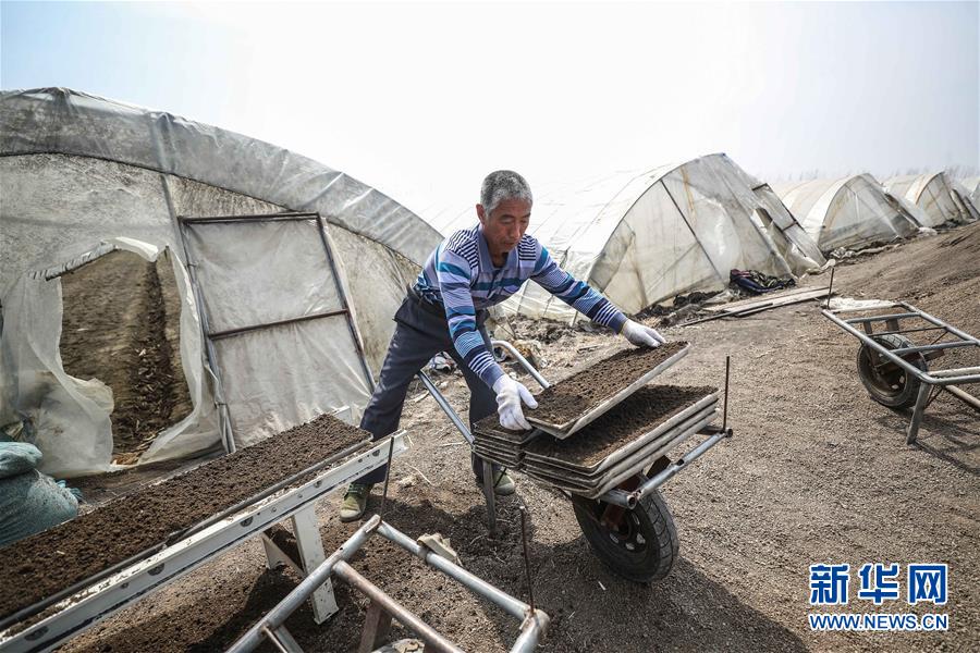 (在習(xí)近平新時代中國特色社會主義思想指引下——新時代新作為新篇章·習(xí)近平總書記關(guān)切事·圖文互動)(5)春耕忙 信心足——谷雨時節(jié)走馬東北直擊糧事