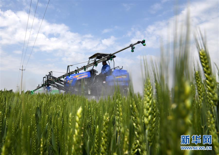 （在習近平新時代中國特色社會主義思想指引下&mdash;&mdash;新時代新作為新篇章&middot;習近平總書記關(guān)切事&middot;圖文互動）（7）新農(nóng)事、新希望&mdash;&mdash;夏收前田間新動態(tài)掃描