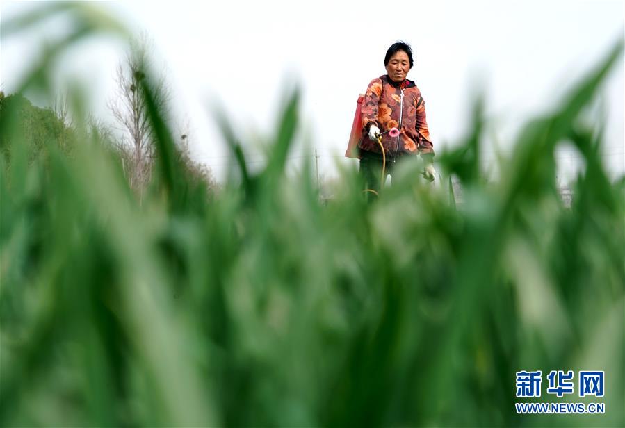 (在習(xí)近平新時(shí)代中國特色社會(huì)主義思想指引下——新時(shí)代新作為新篇章·習(xí)近平總書記關(guān)切事·圖文互動(dòng))(4)食為政首——穩(wěn)住農(nóng)業(yè)基本盤增添發(fā)展底氣