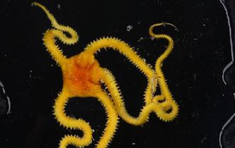 &ldquo;發(fā)現(xiàn)&rdquo;號在西太平洋采集到海蛇尾