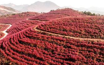 安徽廬江：藍(lán)莓入冬時(shí) 紅葉滿(mǎn)山坡