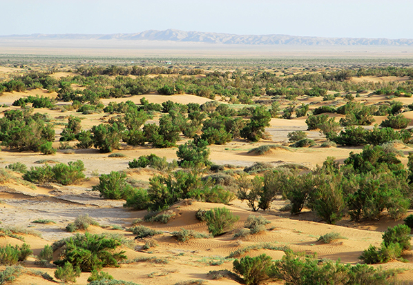 【長篇通訊】塞罕壩，京城綠色屏障的前世今生
