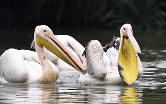 白鵜鶘&ldquo;作客&rdquo;?？? />  
<div>白鵜鶘“作客”?？?/div>
</a>
<a href=