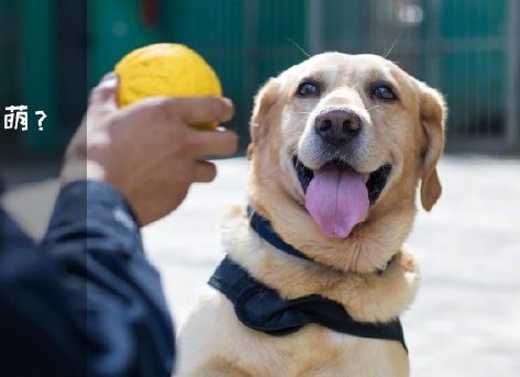 為了&ldquo;破冰&rdquo;，它們英勇無畏！