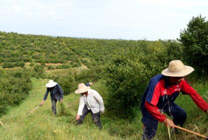&ldquo;一畝油茶百斤油，又娶媳婦又蓋樓&rdquo;&mdash;&mdash;河南光山走上生態(tài)富民路