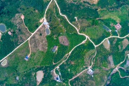 金沙江畔新華坪：黑色轉綠色，荒山變金山