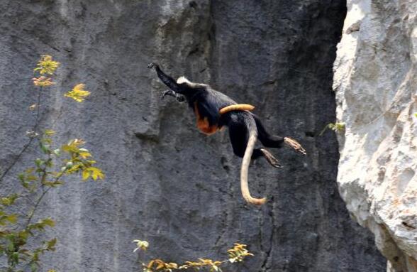 廣西崇左：為&ldquo;石山精靈&rdquo;構建綠色家園