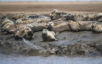 斑海豹洄游棲息遼河入?？? />  
<div>斑海豹洄游棲息遼河入海口</div>
</a> 
</div>
<div   id=