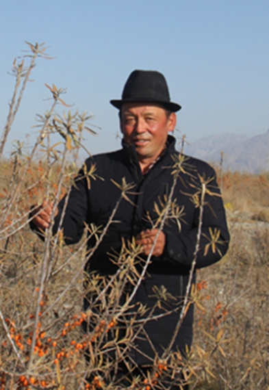 新疆阿合奇縣別迭里村村民圖爾蓀阿力&middot;拜依謝克：沙棘搭平臺 脫貧奔小康