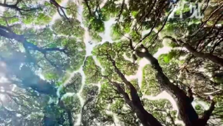 樹(shù)木為何會(huì)相互“禮讓”？