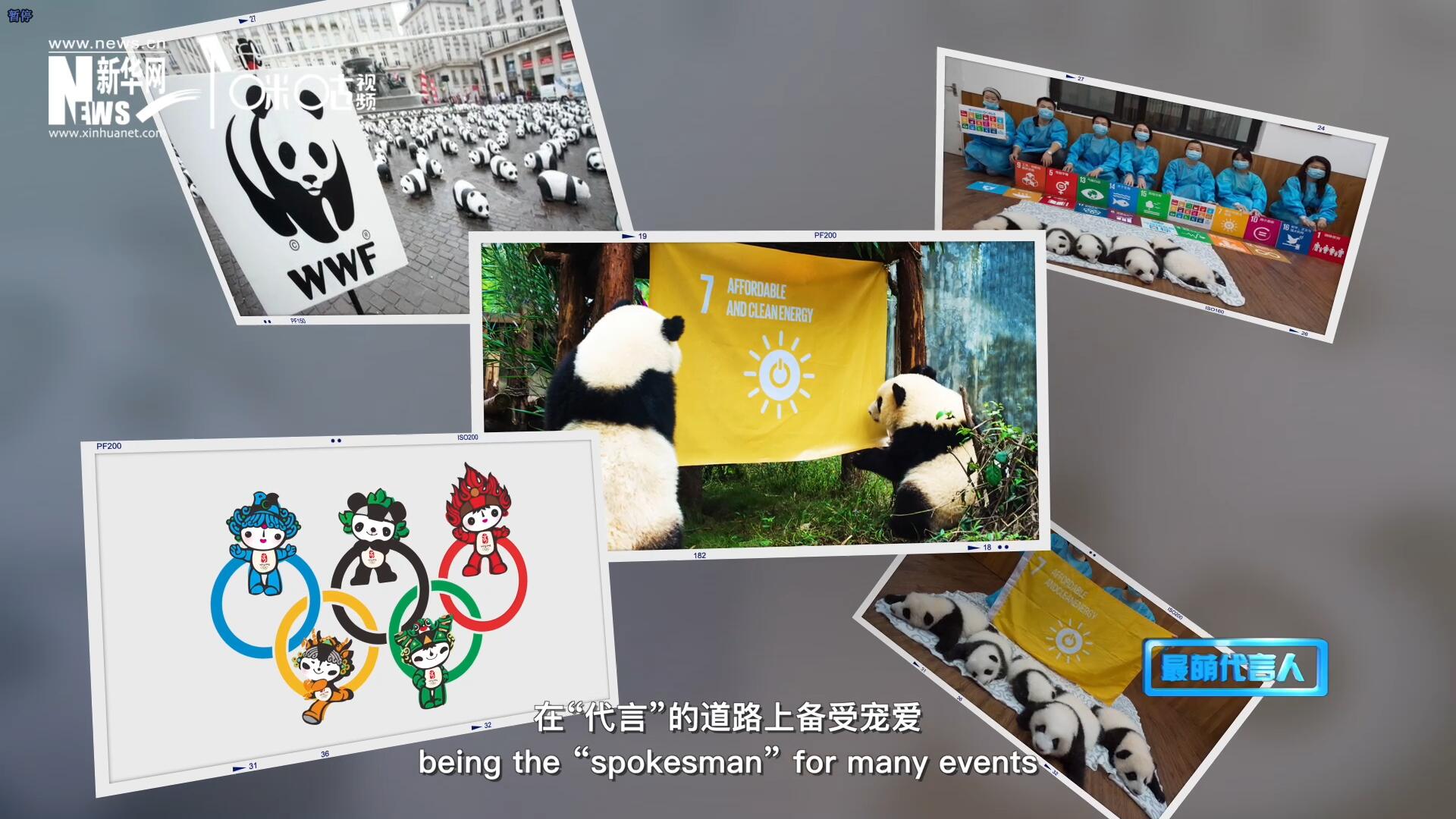 大熊貓?jiān)谑澜绺鞯厝Ψ蹮o數(shù)，在&ldquo;代言&rdquo;的道路上備受寵愛。