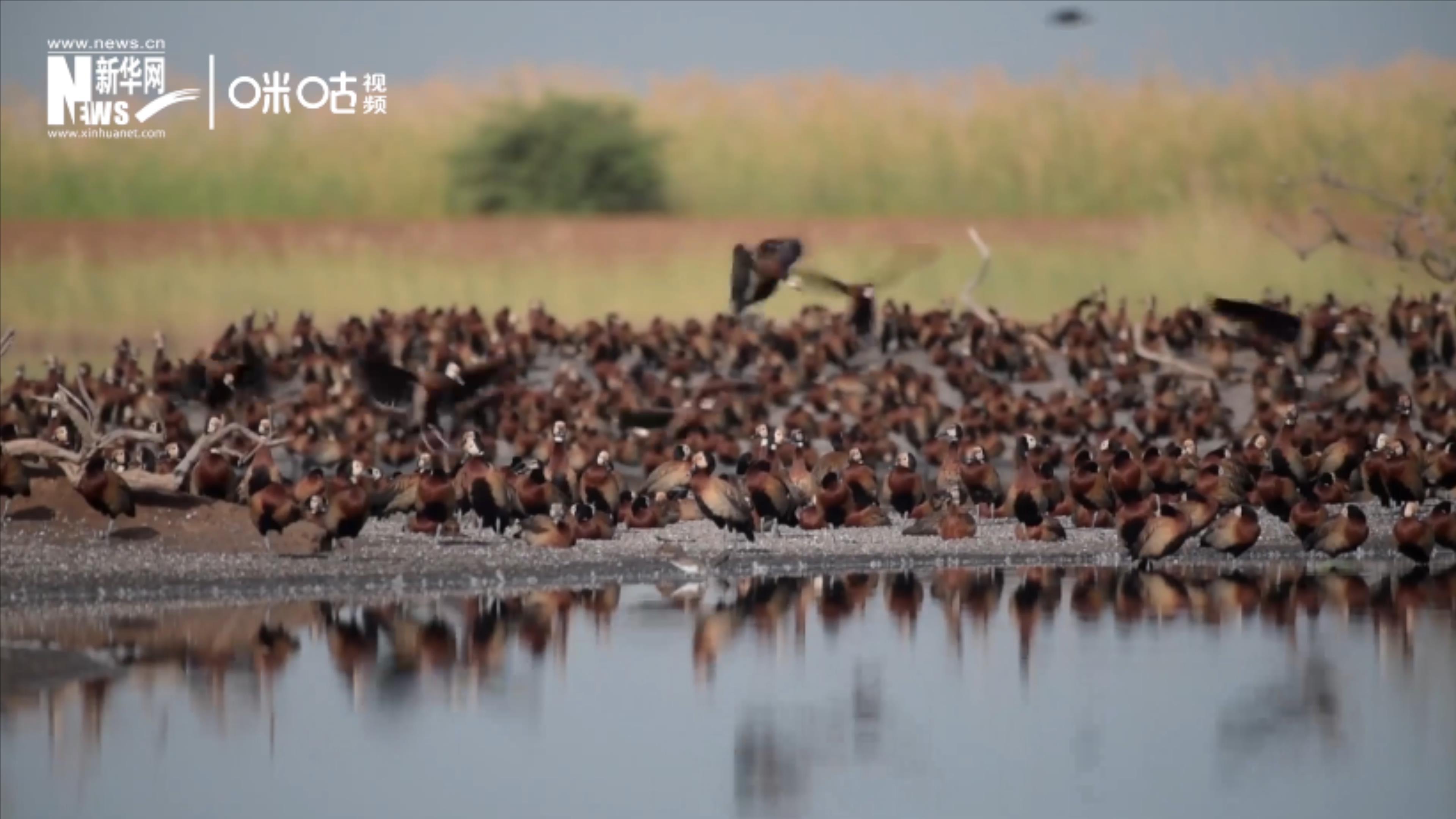候鳥將人類、生態(tài)系統(tǒng)和世界各國連在一起