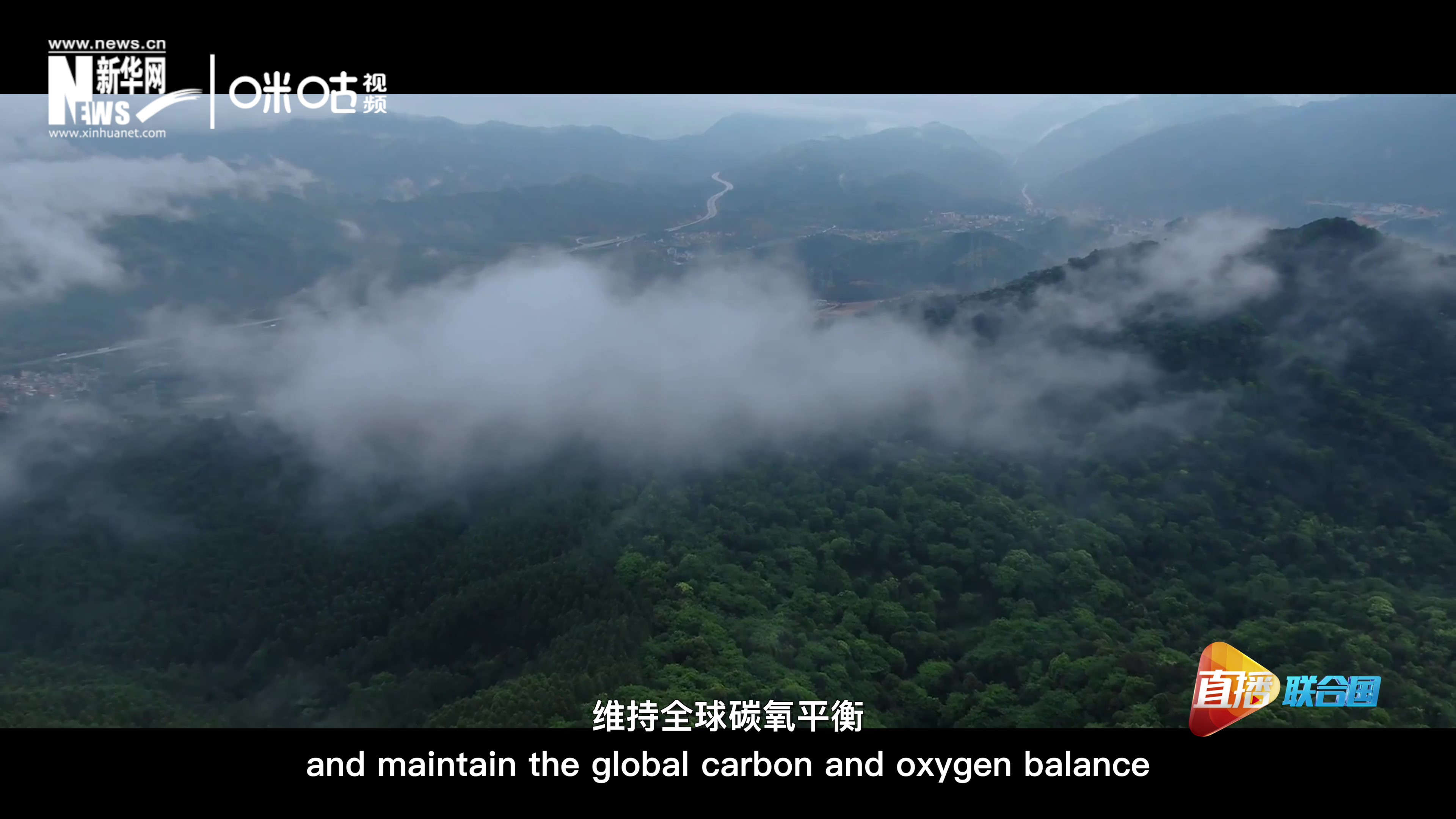 森林的碳匯可以協(xié)助減緩氣候變化，維持全球碳氧平衡