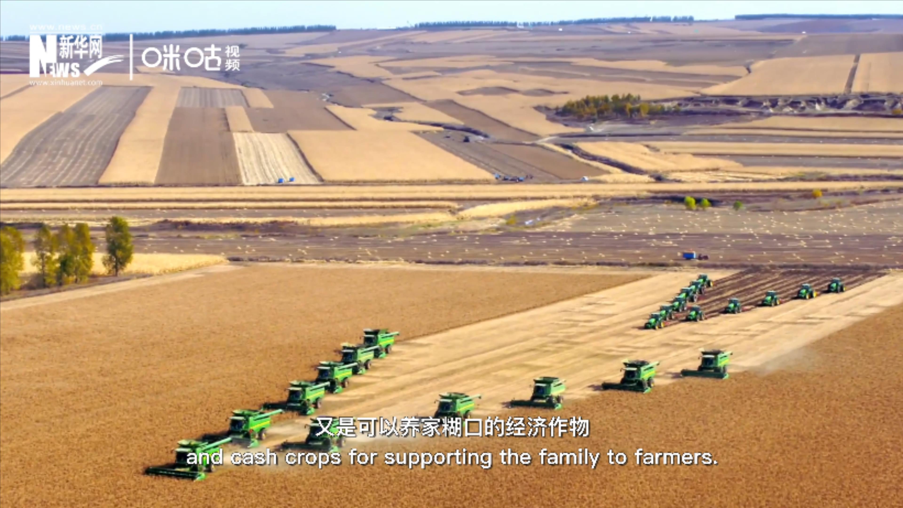 豆類既是可以擺上餐桌的食物，又是可以養(yǎng)家糊口的經(jīng)濟(jì)作物